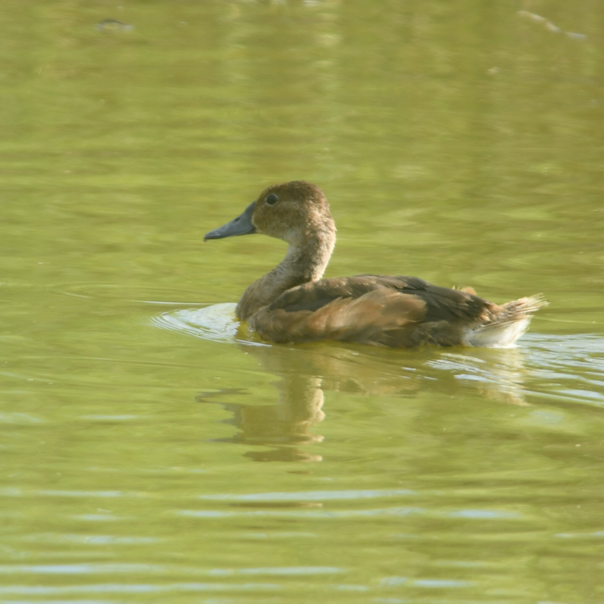 Foto Pato Picazo
