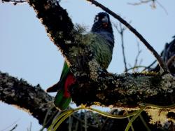 Foto Loro Maitaca