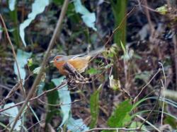 Foto Monterita Ceja Rojiza