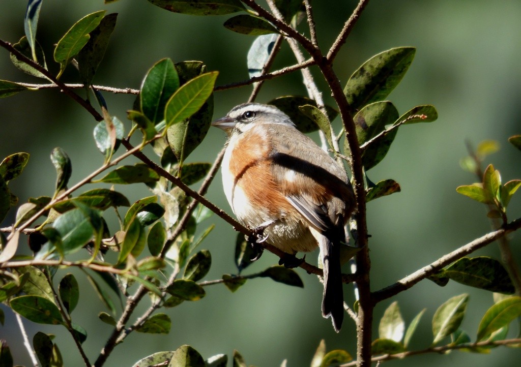 Foto Monterita Pecho Gris