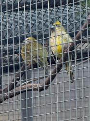 Foto Cardenal Amarillo