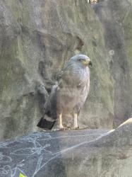 Photo Águila Coronada