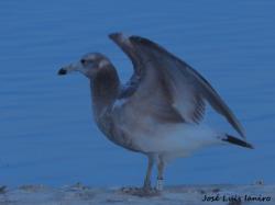 Foto Gaviota Cangrejera