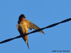 Foto Golondrina Tijerita