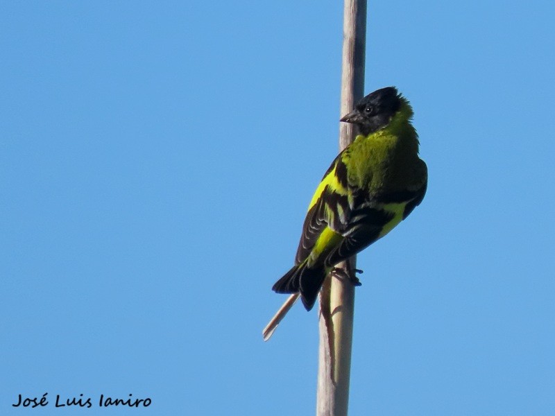 Foto Cabecitanegra Común