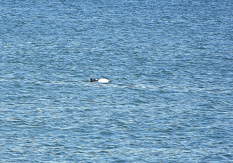 Cephalorhynchus&nbsp;commersonii