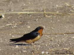 Foto Golondrina Tijerita