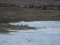 Foto Cormorán Imperial