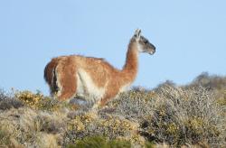 Foto Guanaco