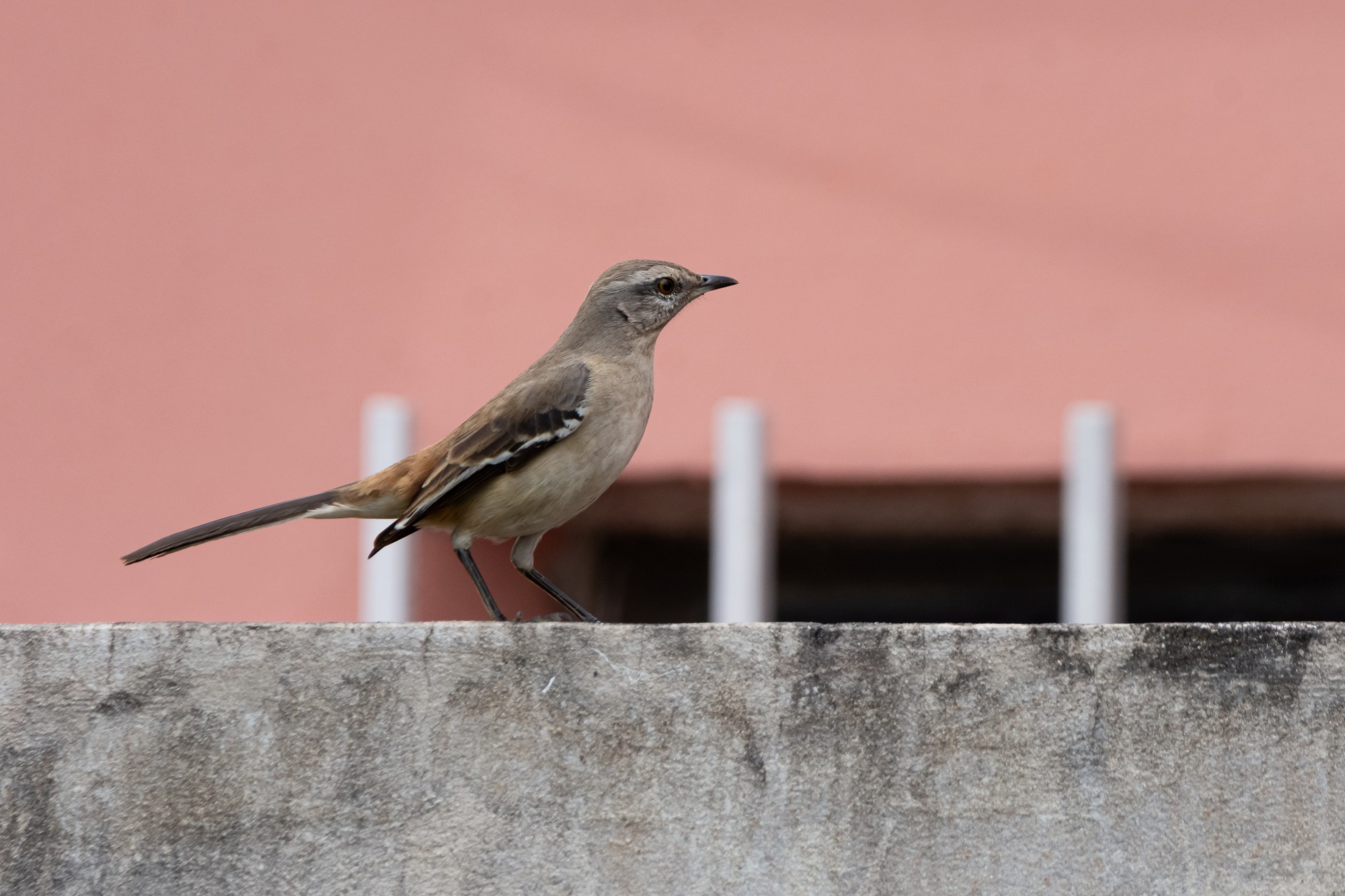 Photo Calandria Real
