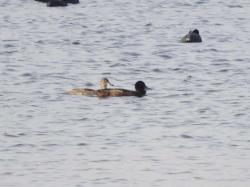 Foto Pato Cabeza Negra