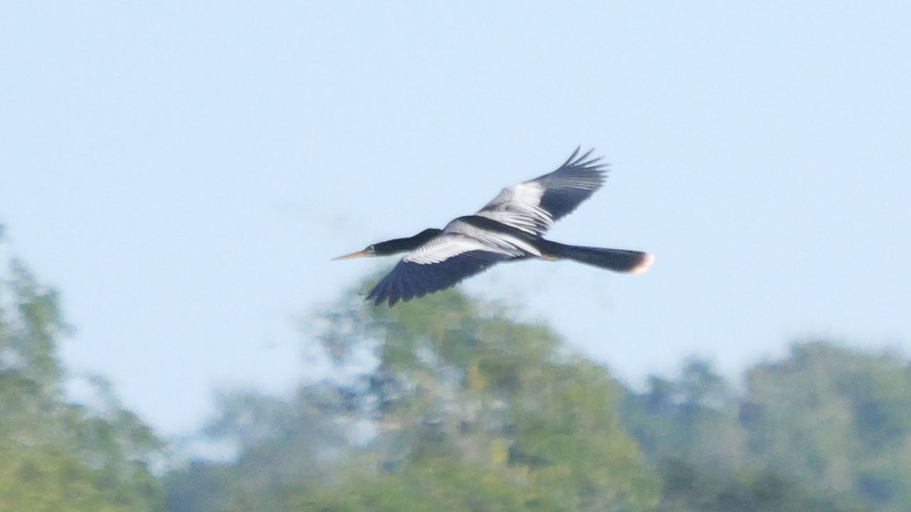 Foto Aninga
