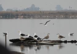 Photo Gaviota Cocinera