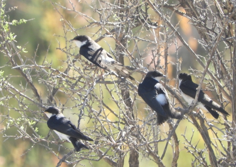 Photo Golondrina Patagónica