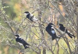 Foto Golondrina Patagónica