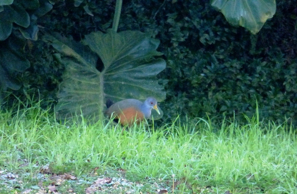 Foto Chiricote