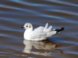 Foto Gaviota Andina