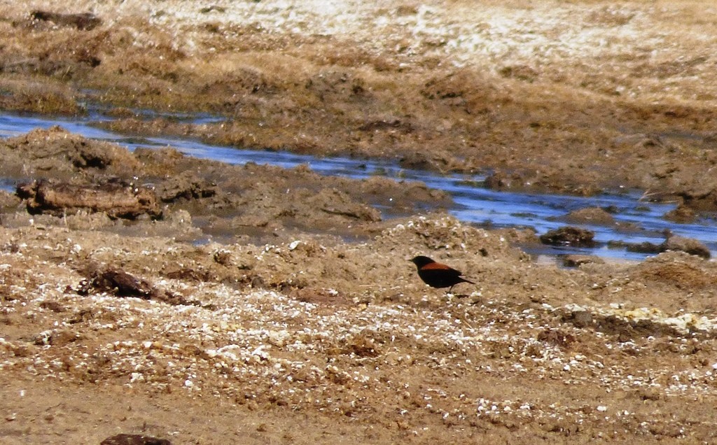 Photo Sobrepuesto Puneño