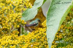 Foto Colibrí Piquicorto Común