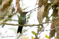 Foto Colibrí Picoespada