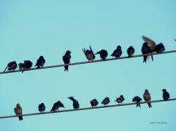 Foto Golondrina Negra