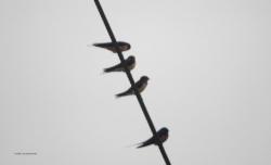 Foto Golondrina Tijerita