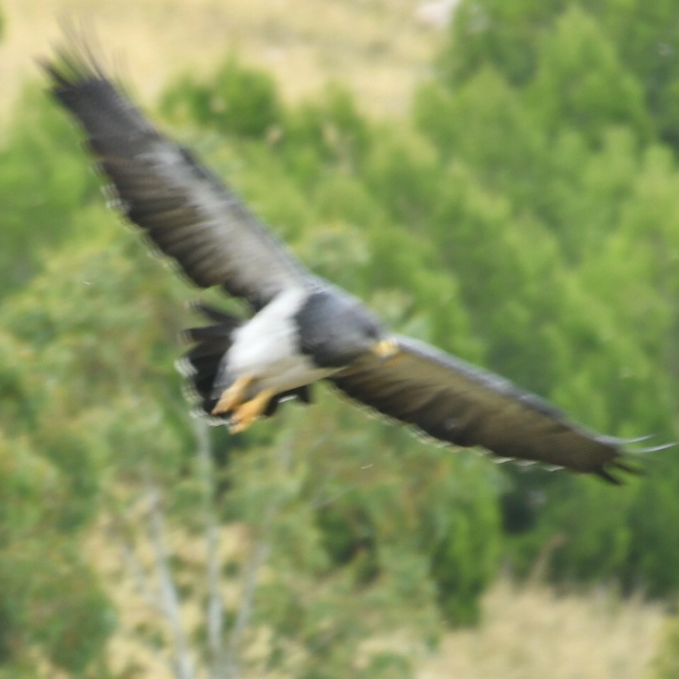 Foto Águila Mora