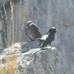 Foto Golondrina Negra