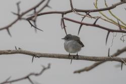 Foto Piojito Gris