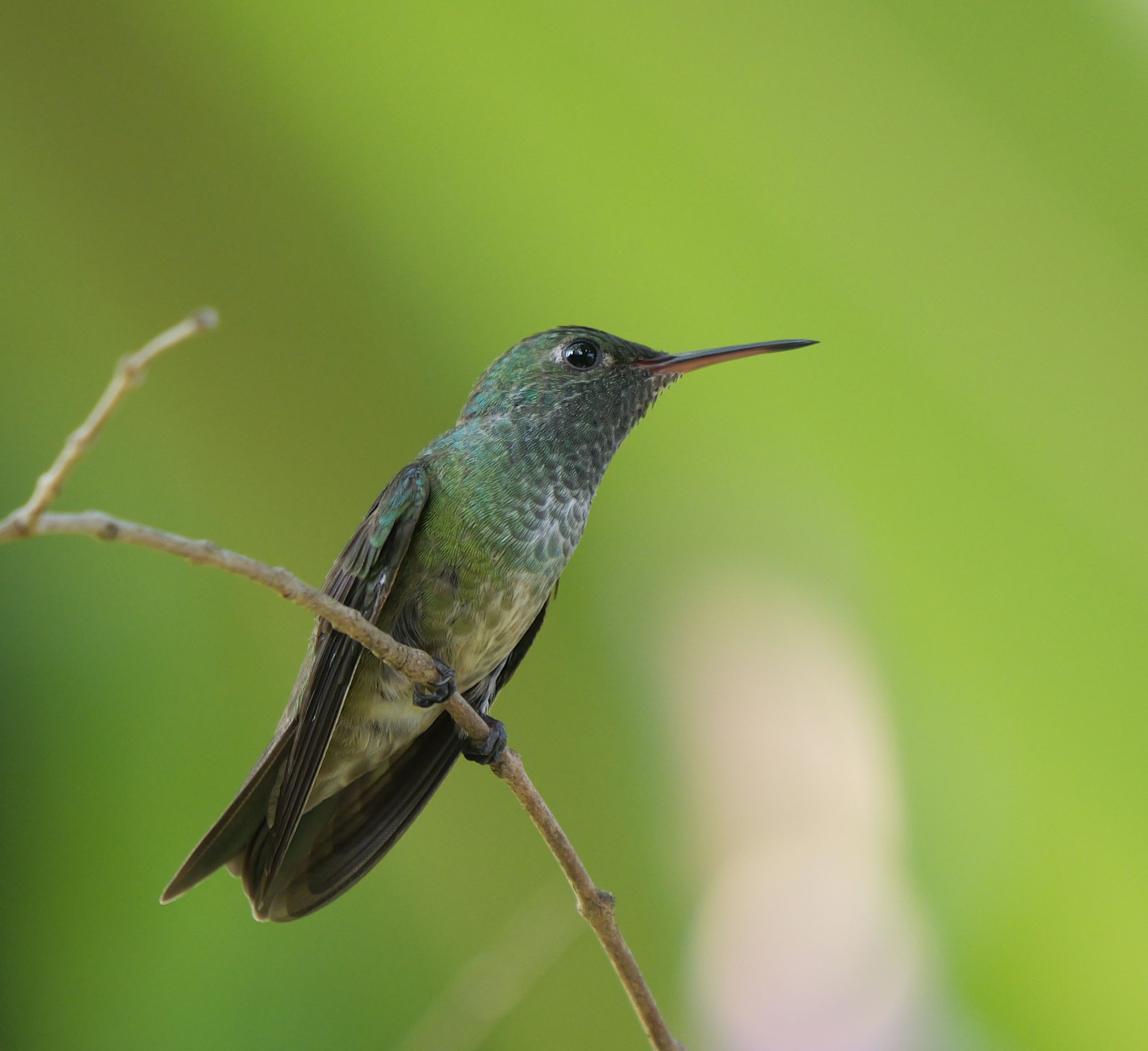 Picaflor Esmeralda (Chrysuronia versicolor)