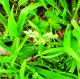 Poa annua