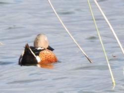 Foto Pato Cuchara