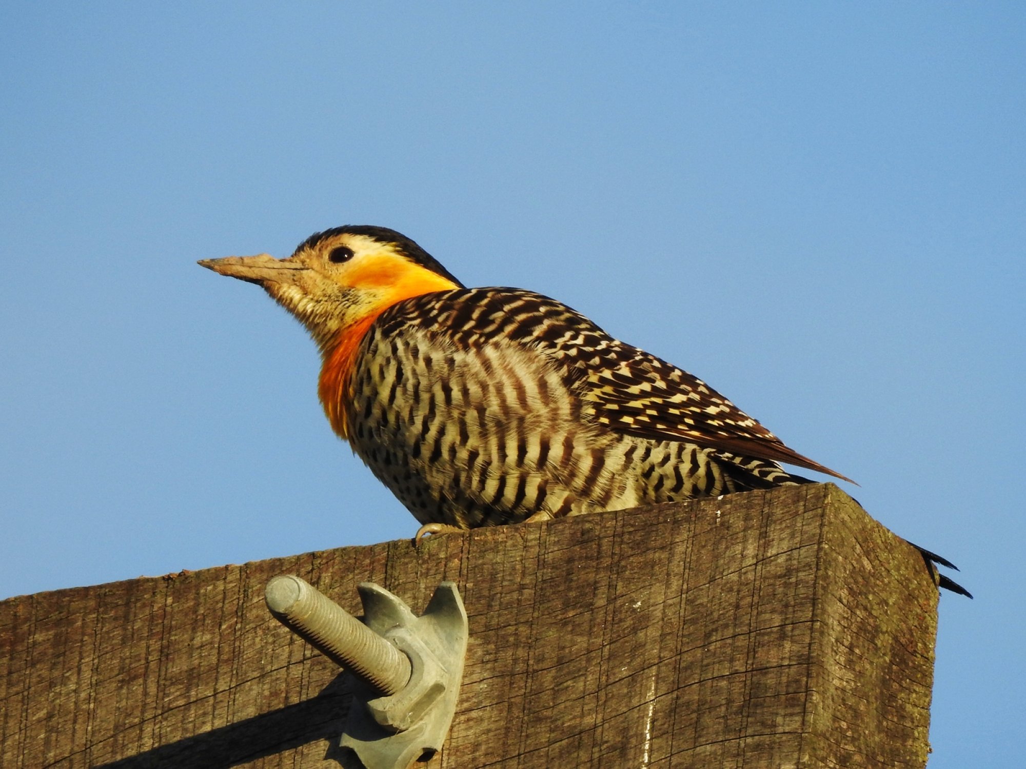 Foto Carpintero Campestre
