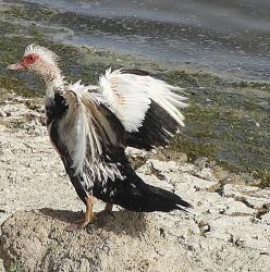 Foto Pato Real
