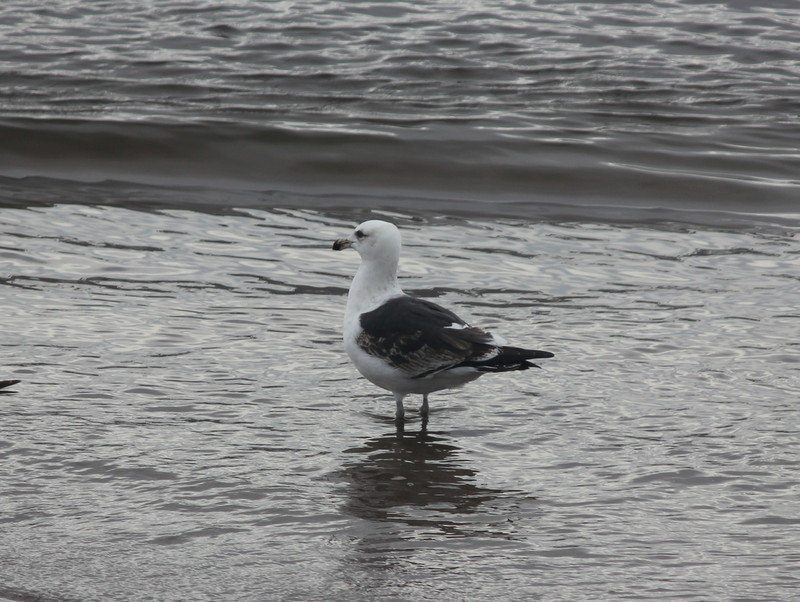 Foto Gaviota Cangrejera