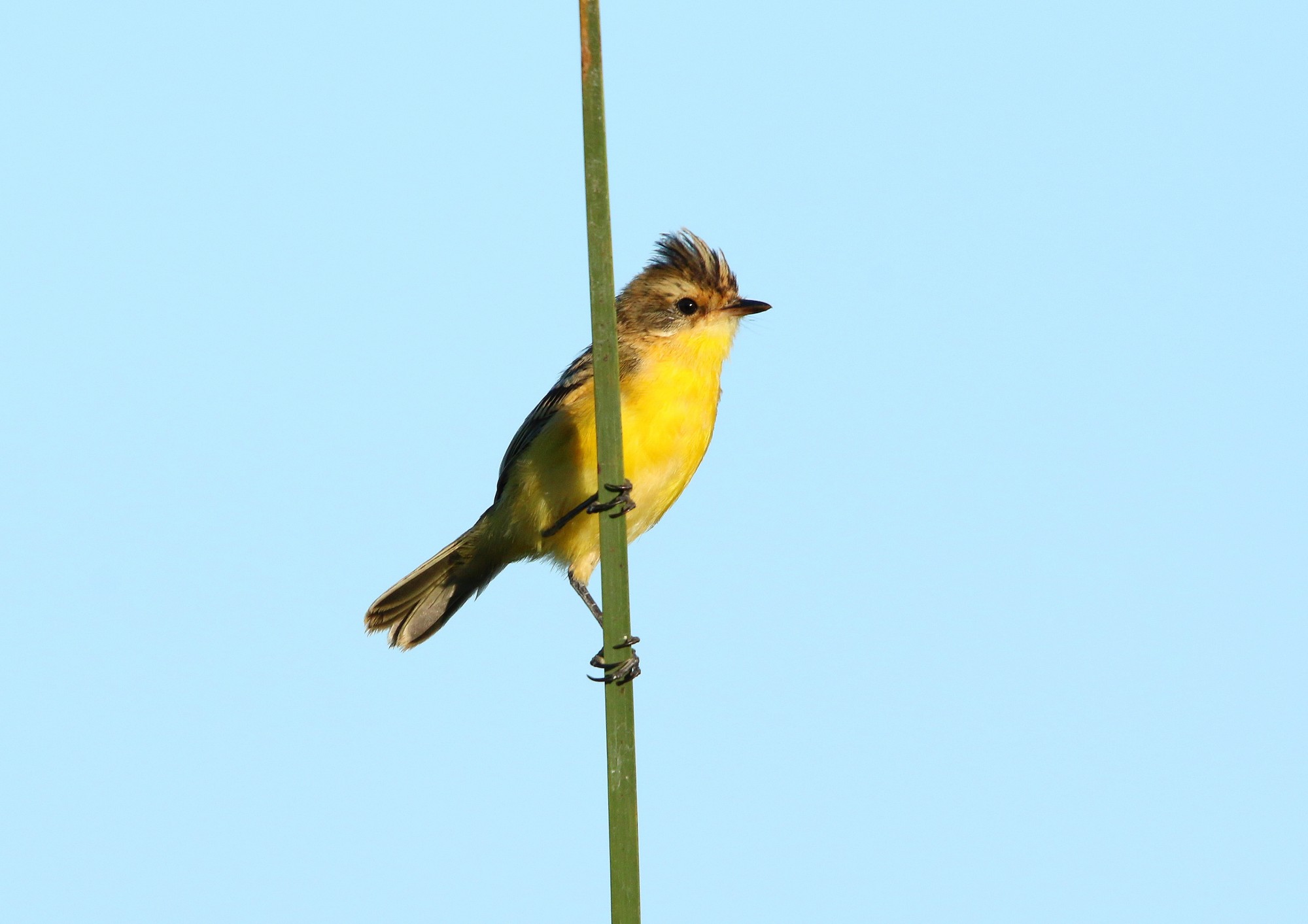 Photo Doradito Copetón
