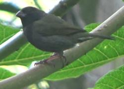 Foto Semillerito Bicolor