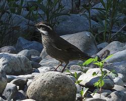 Foto Remolinera Araucana