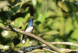 Foto Colibrí Nuca Blanca