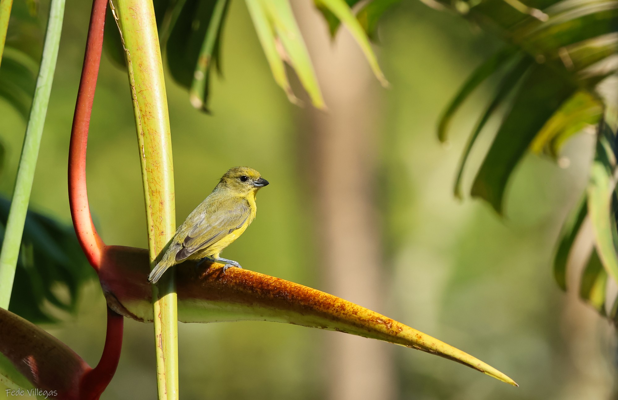 Photo Euphonia Piquigruesa