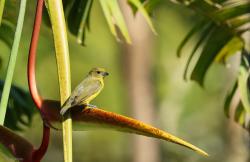 Foto Euphonia Piquigruesa