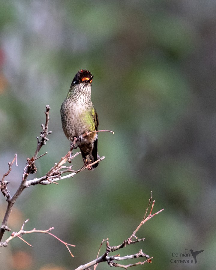 Picaflor Rubí (Sephanoides sephaniodes)