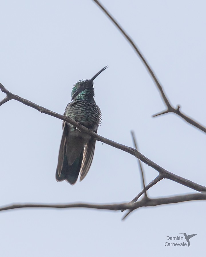 Photo Colibrí Grande