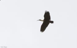 Foto Bandurria Boreal