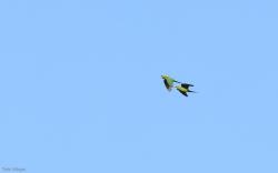 Foto Perico de Frente Escarlata