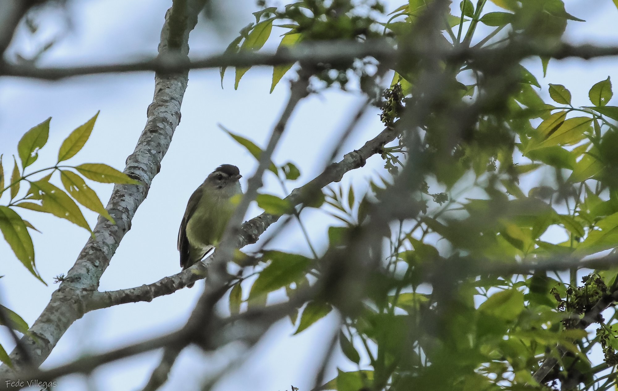 Foto Vireo Coronipardo