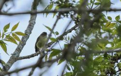 Foto Vireo Coronipardo