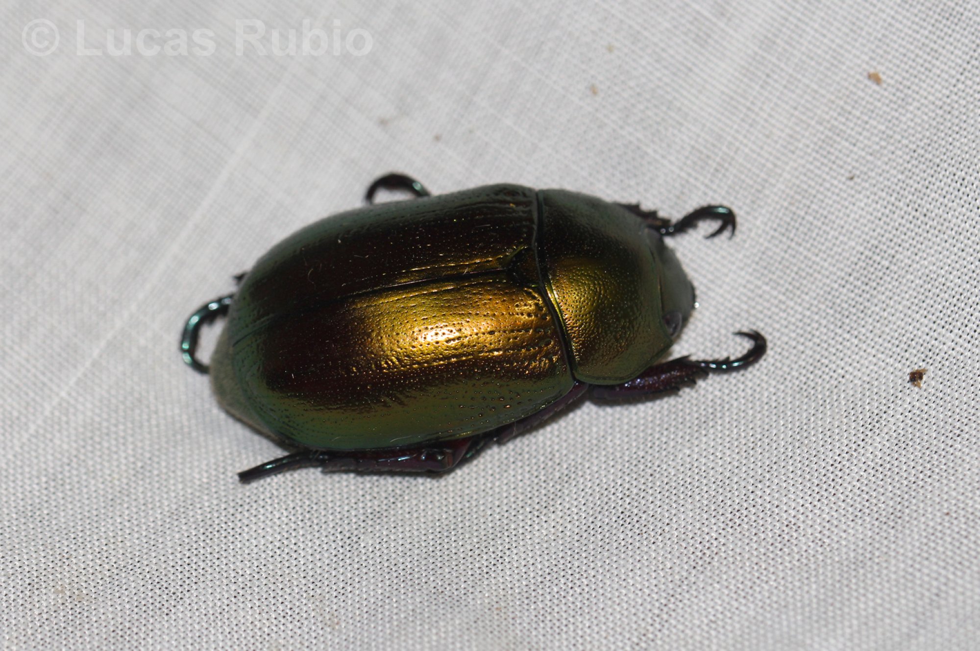 Pelidnota&nbsp;cyanipes