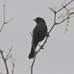 Foto Tordo Pico Corto