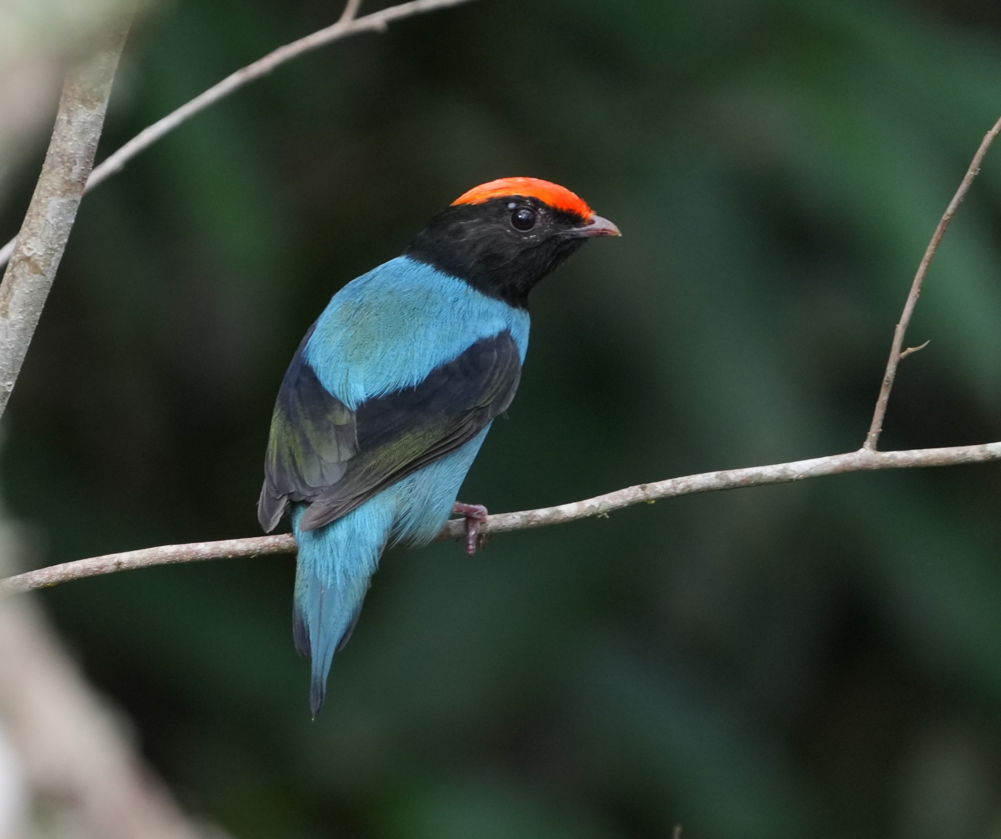 Chiroxiphia&nbsp;caudata